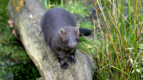 American mink The Wildlife Trusts